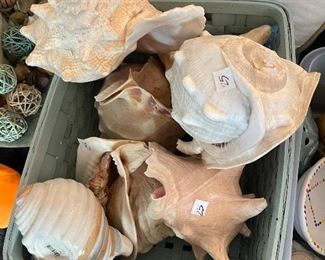 Seashells!