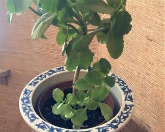 Blue & white planter (live plant)