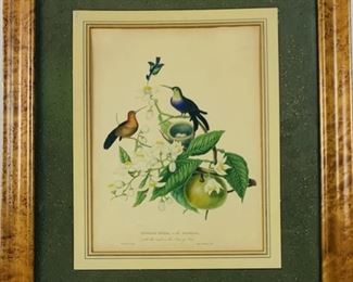 Antique W Hocker and Forbes Hummingbird Hand Colored Lithograph. Dated 1765. Titled Humming Birds at the Brasils, with the nest on the Orange Tree Quality Framing