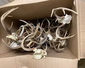TA Box of Horns