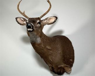 MOUNTED TAXIDERMY DEER  |   4 point buck - l. 28 x w. 18 x h. 32 in. (approximately)
