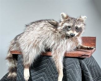 RECUMBENT RACCOON TAXIDERMY  |  Stuffed raccoon in a relaxing position - l. 19.5 x w. 17 x h. 20 in.
