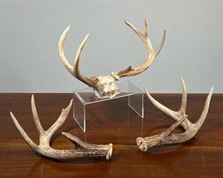 (3pc) SET OF ANTLERS  |  One pair of antlers attached to skull piece and one pair of unattached antlers - l. 12 x w. 6 x h. 9.25 in. (attached set)