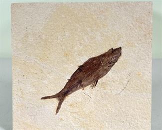 FISH FOSSIL  |  Set in limestone - w. 4 x h. 4 in. (limestone tile)