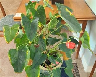 Large potter Painter's Palette plant