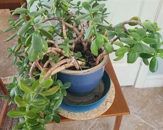 Large potted Jade plant