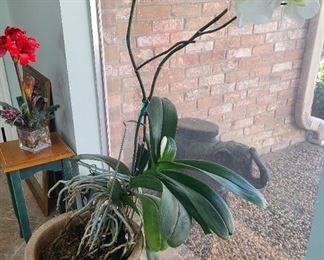 Large potted White Orchid plant