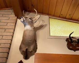 . . . whitetail deer mount