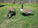 Pair of Yard Geese