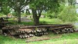 Cedar Post