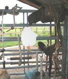 OLD SADDLES ETC