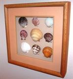 Framed Sea Shells