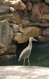 Even the local Water Birds love to come for a visit