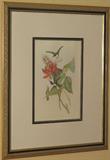 Humming Bird Botanical J. Gould & H.C. Richter Lithograph Print (18" x 24") with triple 8" mats framed in a 37" x 45" gold gilted frame. (1 of 2 prints)
Excellent condition. Credits at the bottom Lower left "J. Gould and H. C. Richter, del. et lith." and Lower Right: "Hullmandel & Walton, Imp."