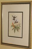 Humming Bird Botanical J. Gould & H.C. Richter Lithograph Print (18" x 24") with triple 8" mats framed in a 37" x 45" gold gilted frame. (1 of 2 prints)
Excellent condition. Credits at the bottom Lower left "J. Gould and H. C. Richter, del. et lith." and Lower Right: "Hullmandel & Walton, Imp."