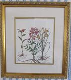 Framed & Matted Floral Botanical Print "Etipactis Angustisolys & "Aspbodelus Liliaceus"