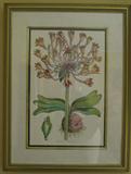 Framed and Matted Floral Botanical Print