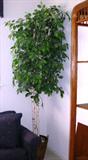 8' Silk Ficus Tree