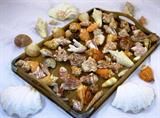 Large Collection of Sea Shells