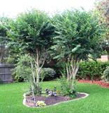 View of back Yard.  Lots of Cement and Terra Cotta Yard Ornaments and Potted Plants