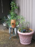 Plants and Plant stands, pots and More