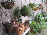 More Hanging and small Potted Plants and Pots