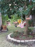 Hanging and Potted Plants