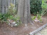 A Few More Plants