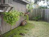 ....And a Few More Plants and pots