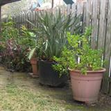 A Few of the Great Large Plants