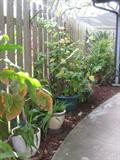 More Plants, Large and Small