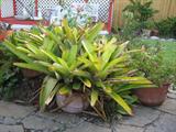 Potted Plants