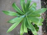 Stag Horn Fern