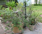 Potted Plants