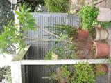 Hawaiian Plamyria and other potted plants
