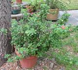 Large Boganvillia and other plants