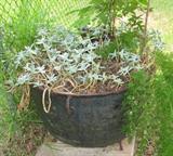 Large Cast Iron Pot with Plants