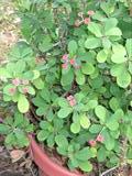 Potted Plant