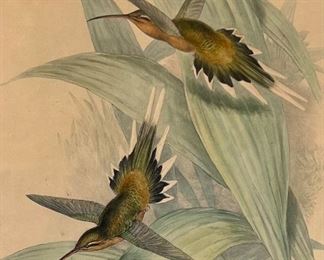 John Gould (1804-1882) Set (3) Family of Hummingbirds Hand Colored Lithographs