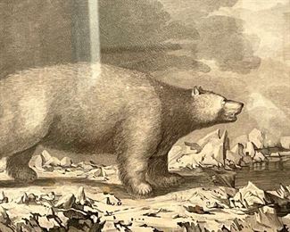 A White Bear By J Webber Del