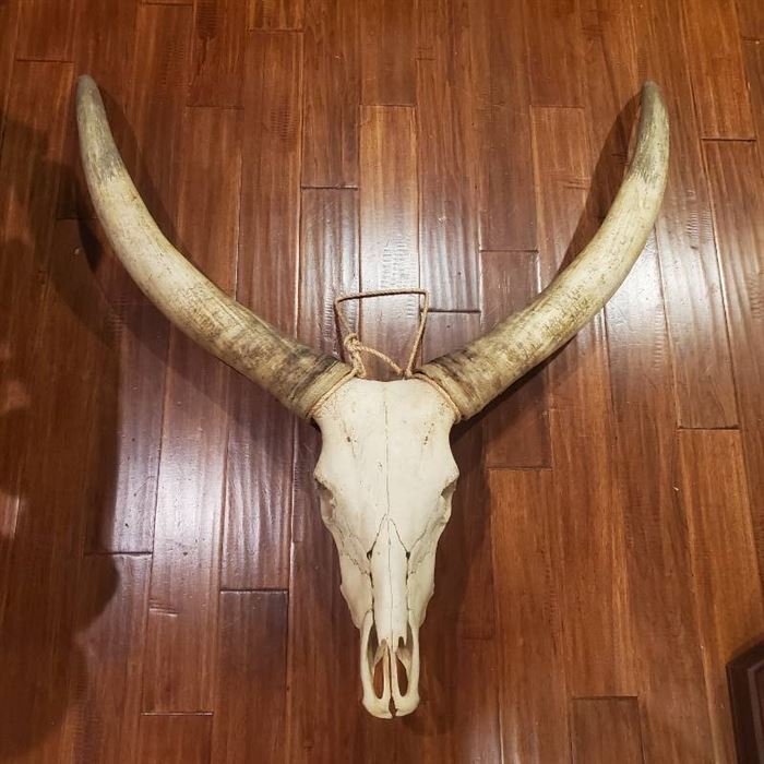 Watusi Bull Skull with Horns