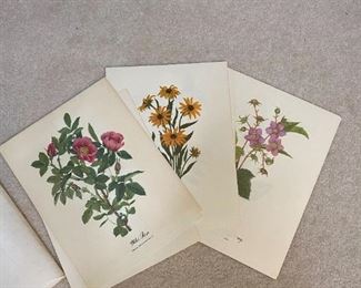 Wildflower paintings 