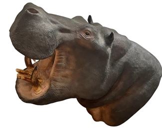 Incredibly Rare African Hippopotamus Hippo Shoulder  Mount Original Teeth 24"w X 38"d X 48"h Taxidermy 