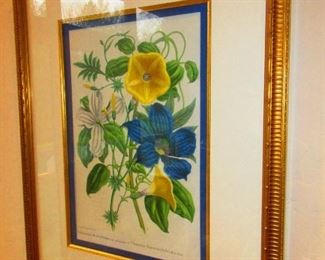 Traditional Botanical Print after the Antique