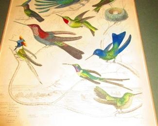 Antique 19th Century Colored Engraving, Hummingbirds