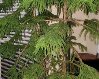 Potted Norfolk Island Pine 