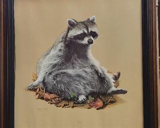 Charles Frace signed raccoon print 26 x 24.  No glass in frame