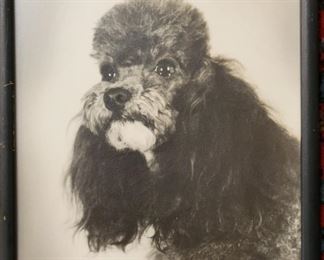 Framed photo of Sapphire the poodle B&W 9 x 11