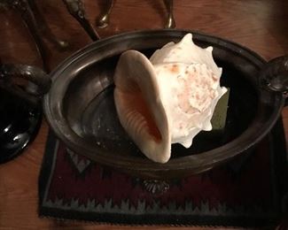 Large Sea Shell.