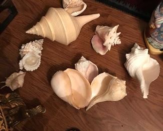 Coll. of Sea Shells.